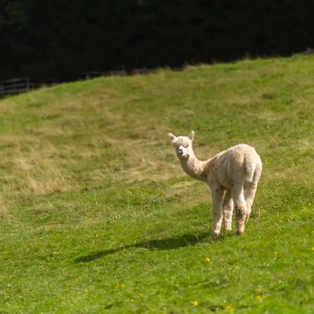 Frein - Wildalm Chalé Frein an der Murz