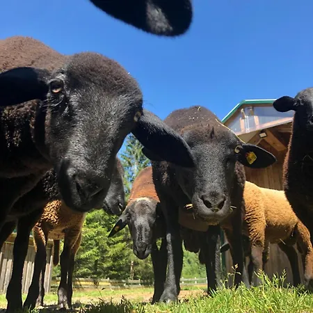 Chalé Frein - Wildalm Frein an der Murz