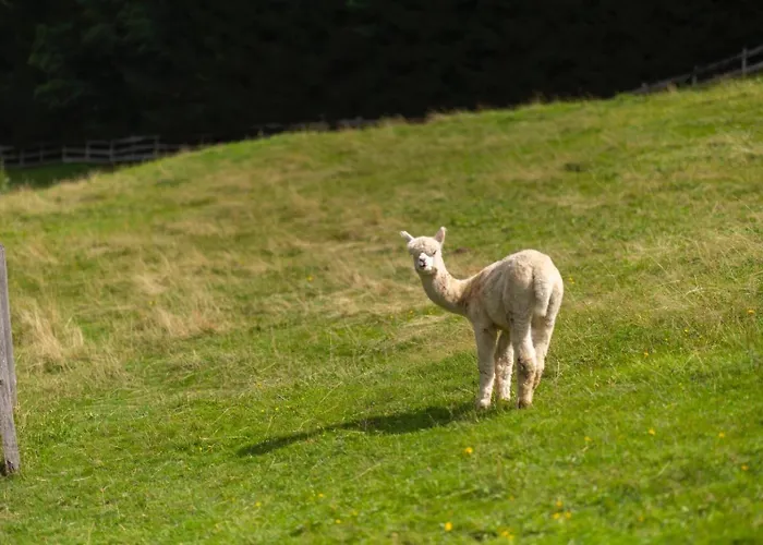 Frein - Wildalm Chalet Frein an der Murz