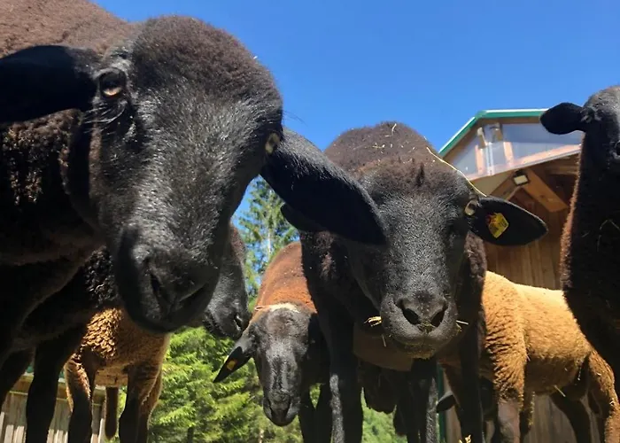 Chalet Frein - Wildalm Frein an der Murz